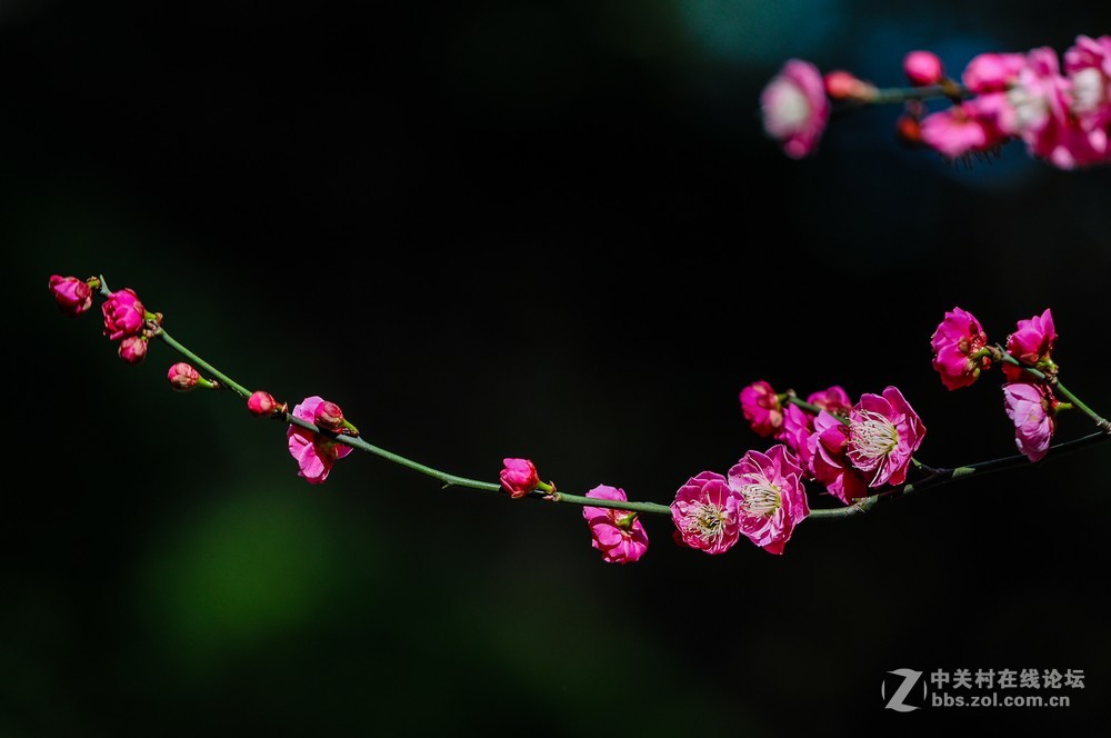 小区中梅花也开了