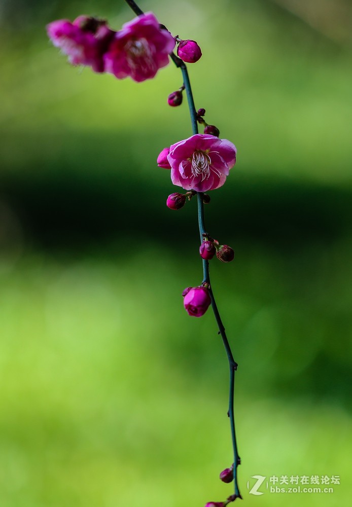 小区中梅花也开了