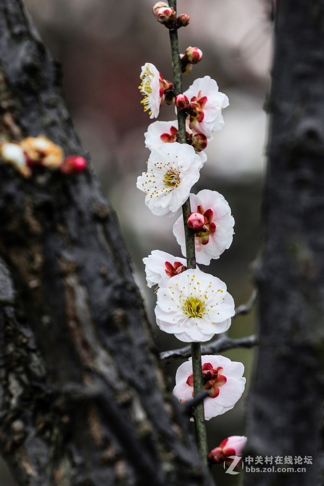 小区中梅花也开了