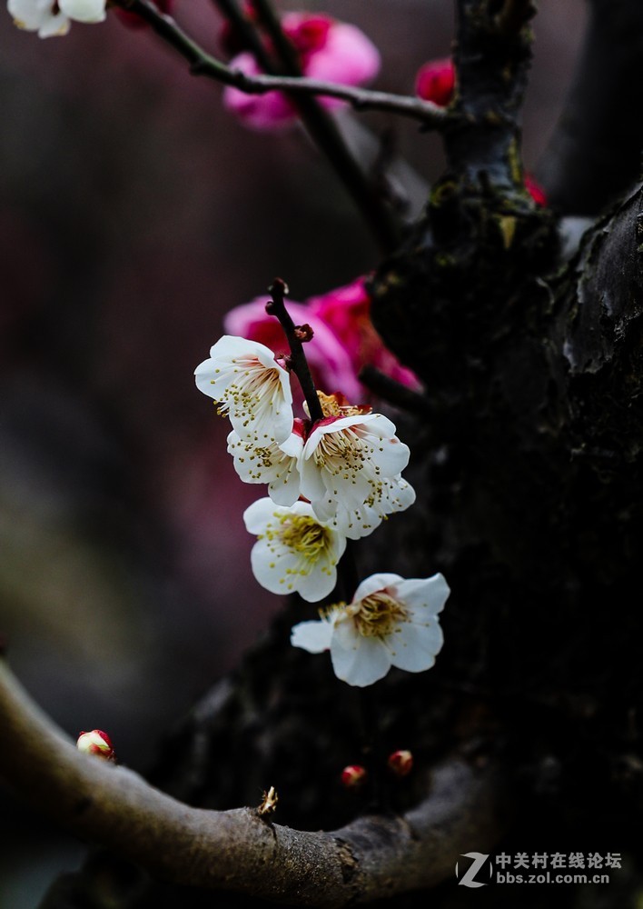 小区中梅花也开了