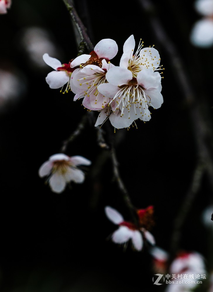 小区中梅花也开了