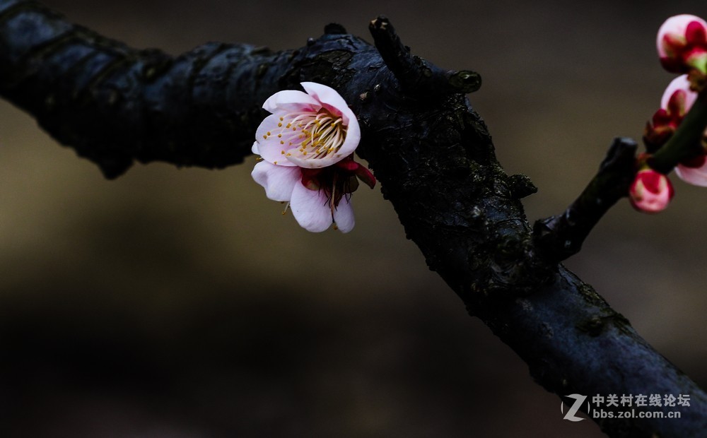 小区中梅花也开了