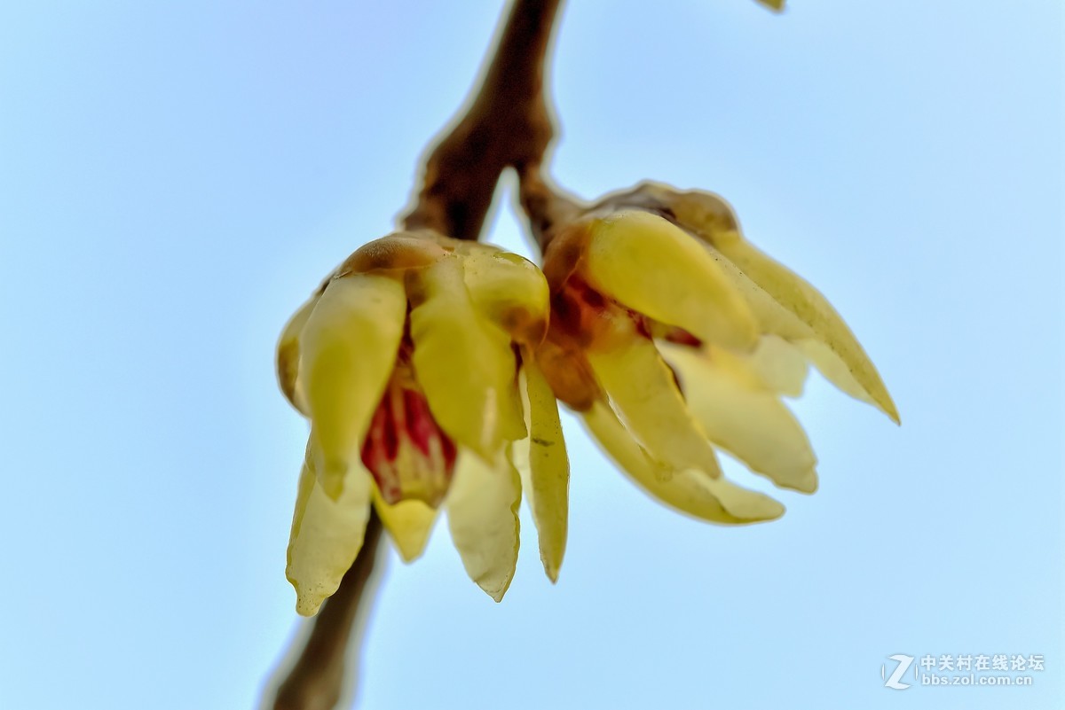 腊梅花开暗香来