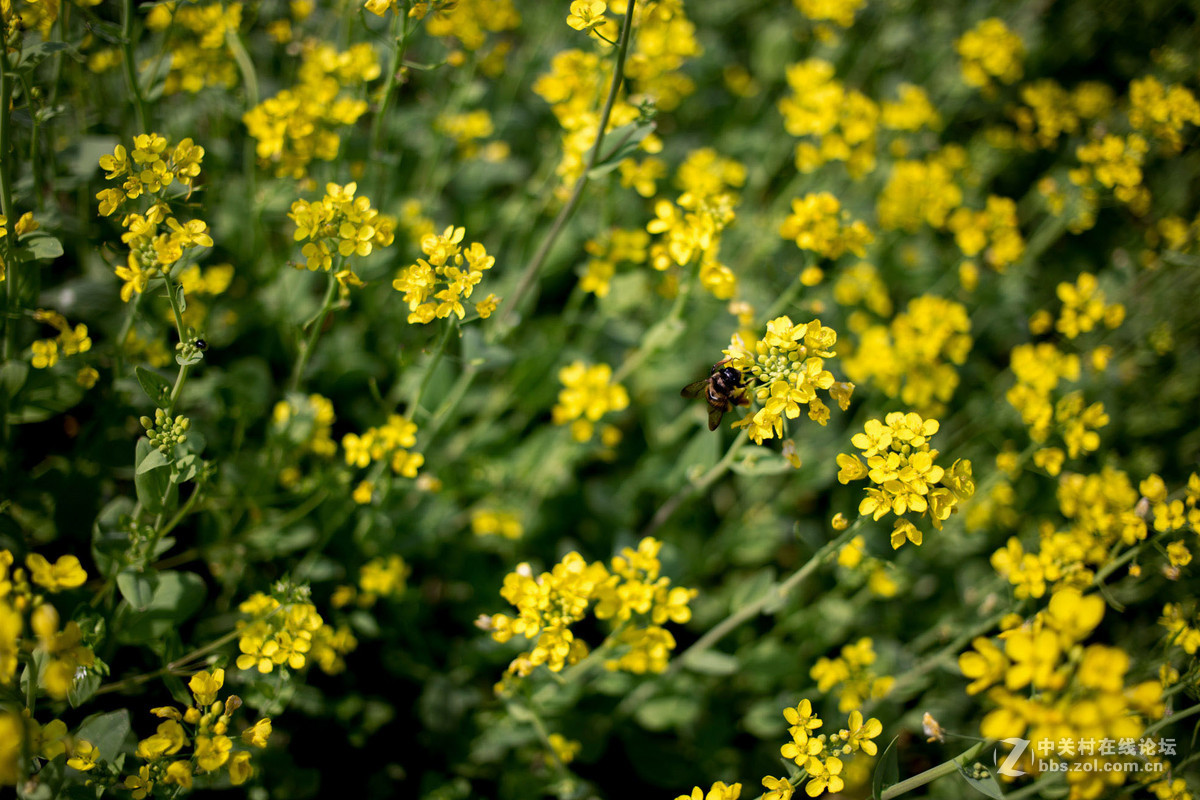 饼干头拍远景拍近物都不错~