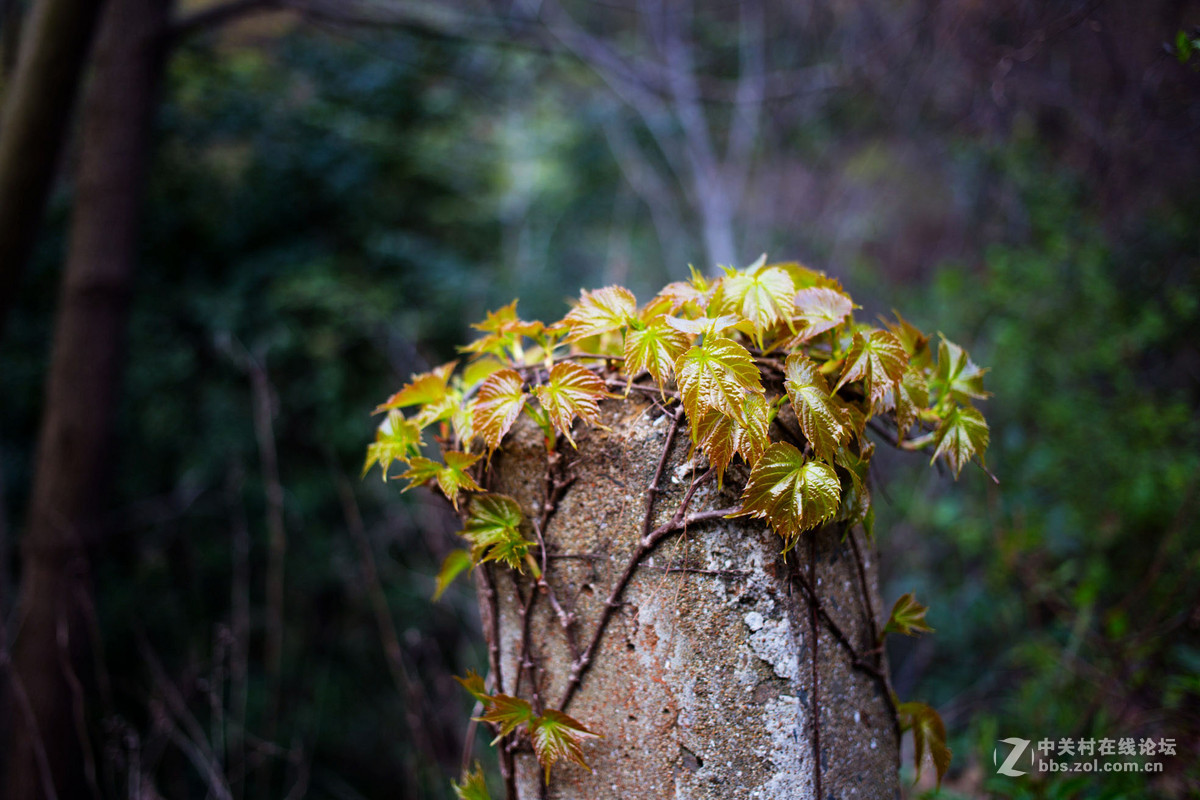 饼干头拍远景拍近物都不错~