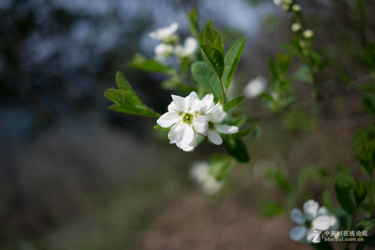 饼干头拍远景拍近物都不错~