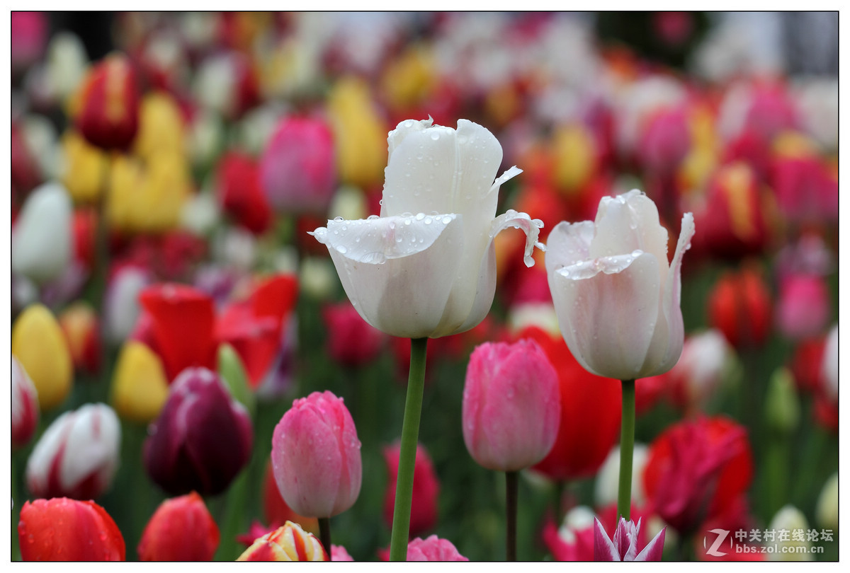 【雨天再拍郁金香】