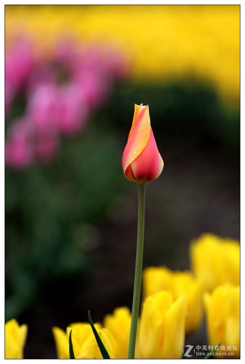 【雨天再拍郁金香】