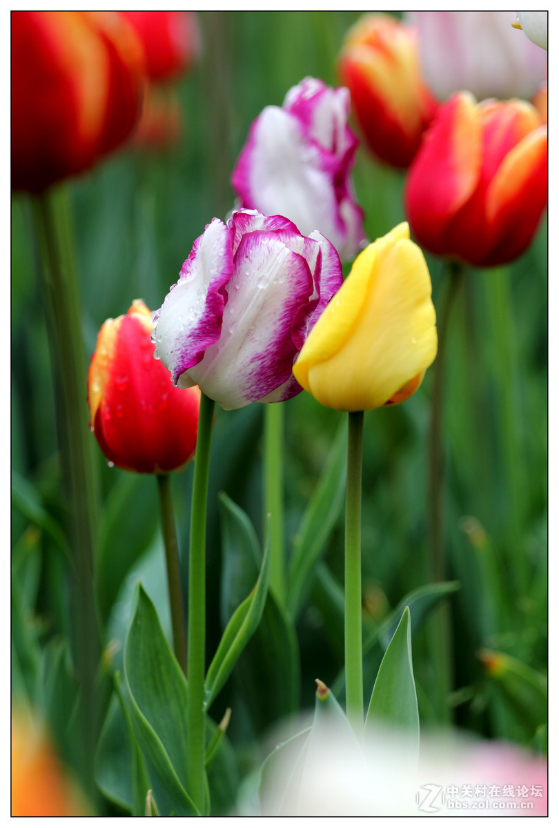 【雨天再拍郁金香】