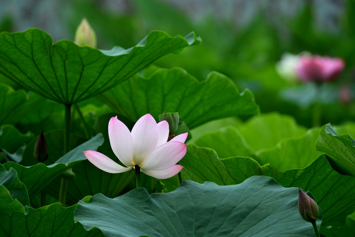 荷塘花季（5）