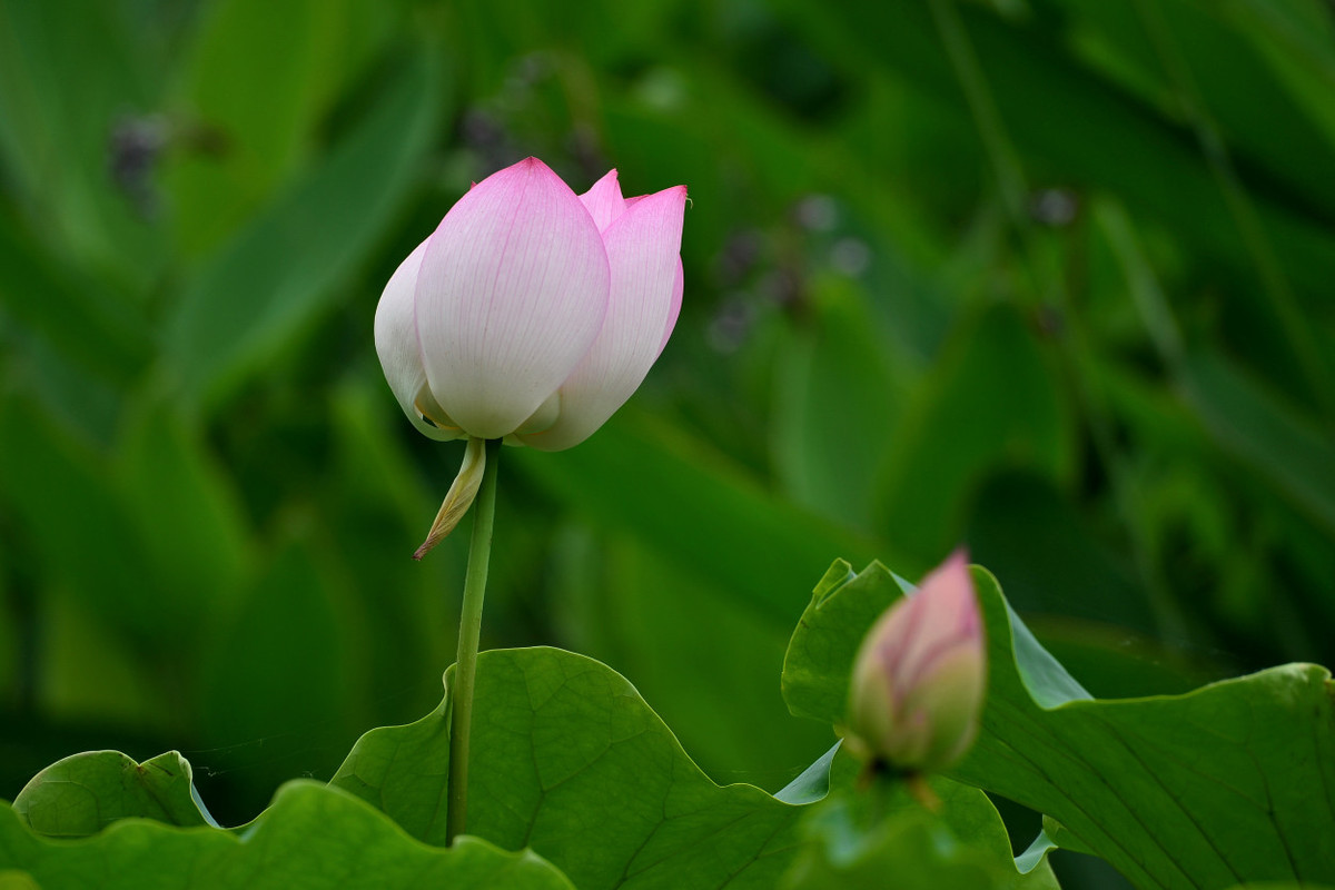 荷塘花季（5）