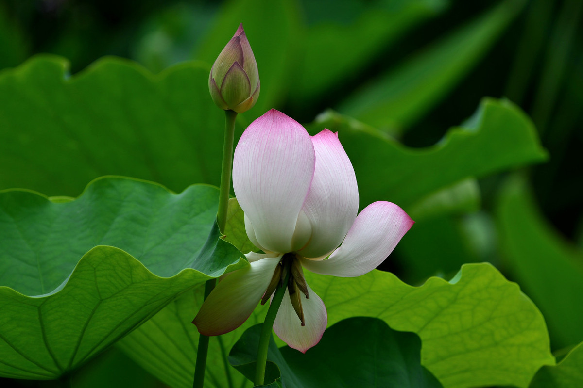 荷塘花季（5）