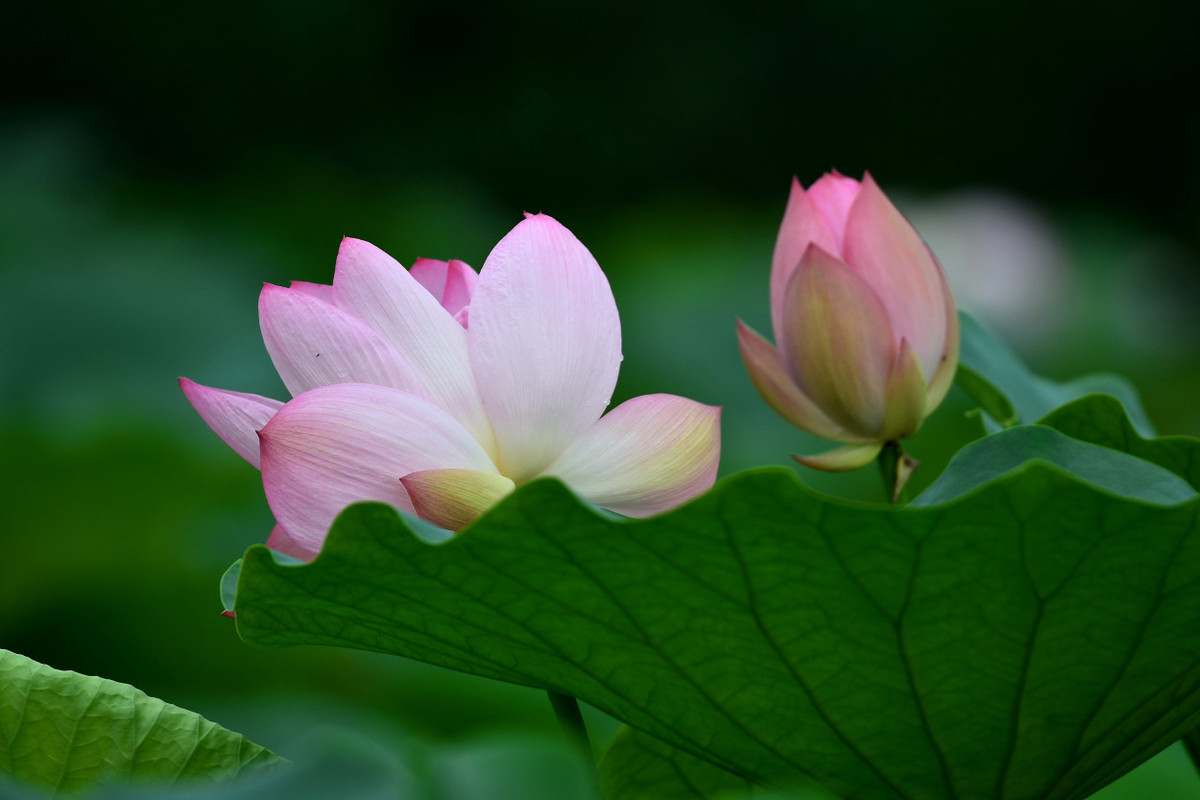 荷塘花季（5）