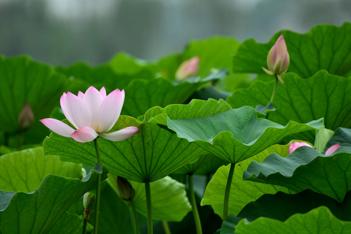 荷塘花季（5）