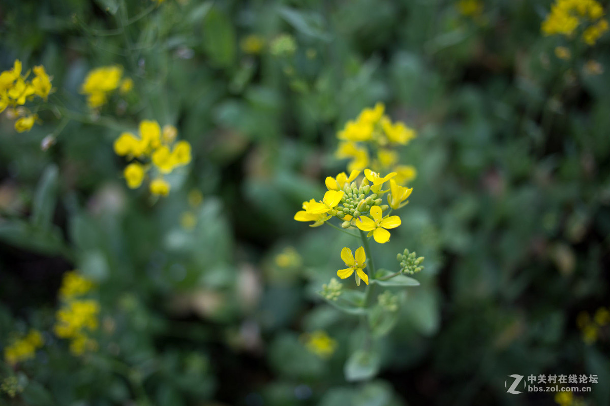 饼干头拍远景拍近物都不错~