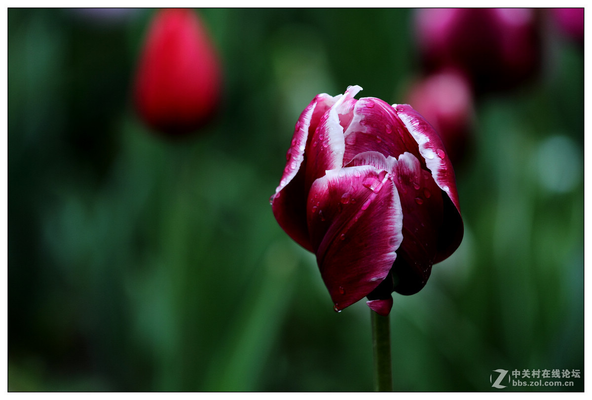 【雨天再拍郁金香】
