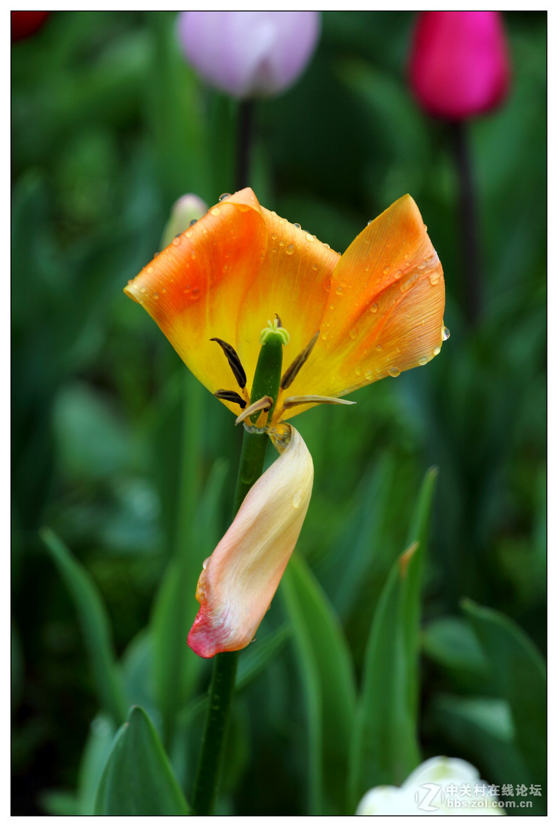 【雨天再拍郁金香】