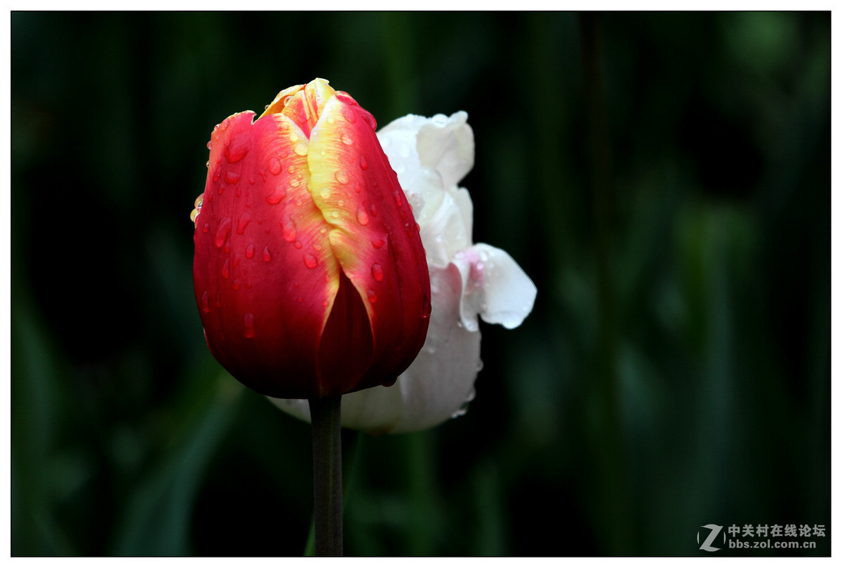 【雨天再拍郁金香】
