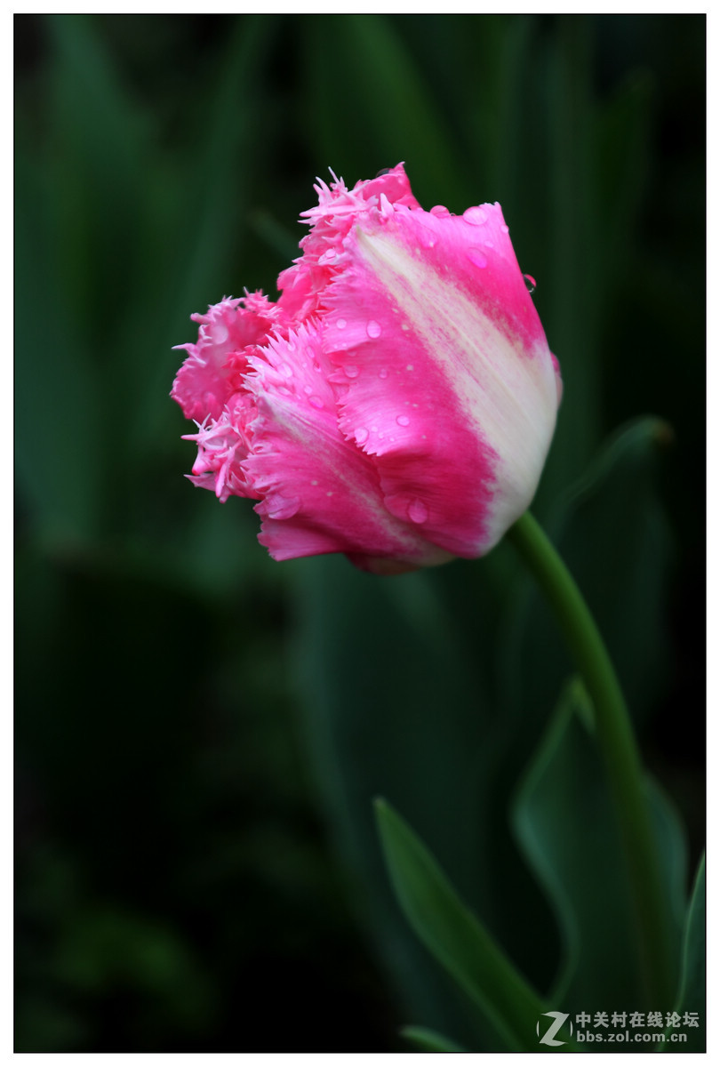 【雨天再拍郁金香】