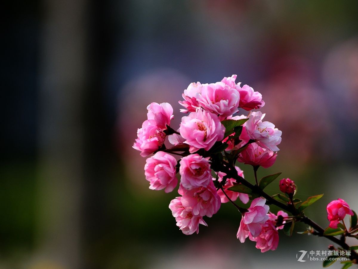 无心插柳柳成荫——拍海棠花