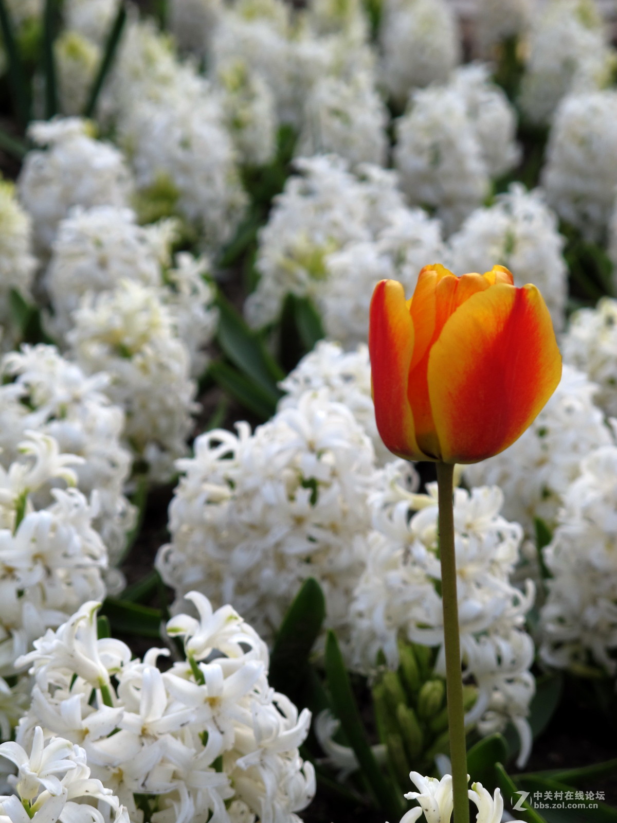 好久没来了，冒下泡！