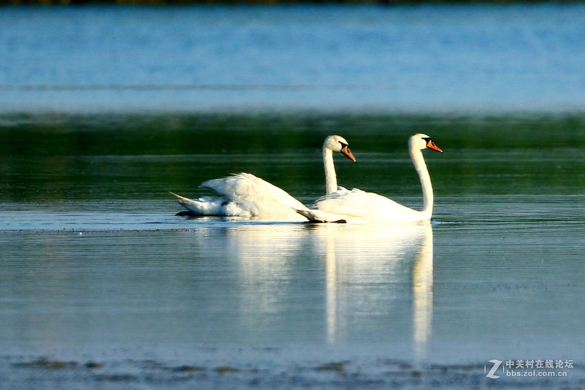 乌梁素海-鸟儿的天堂