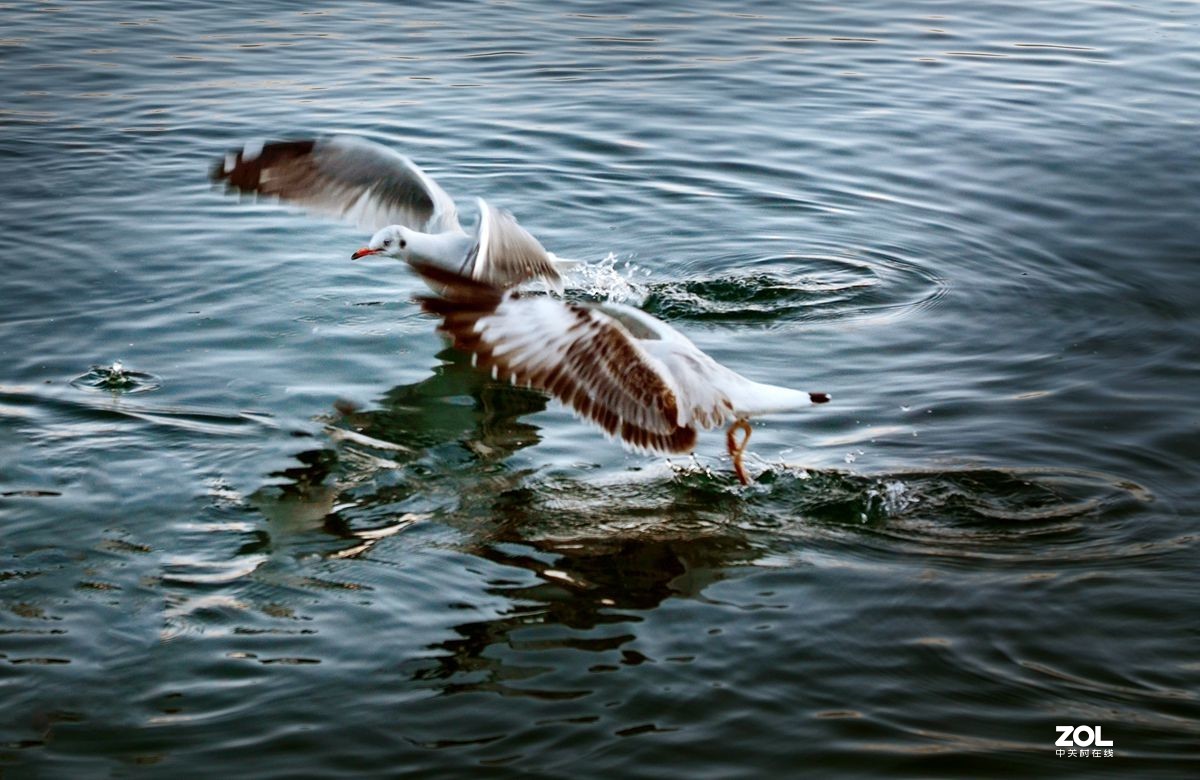 1770头班公湖打鸟