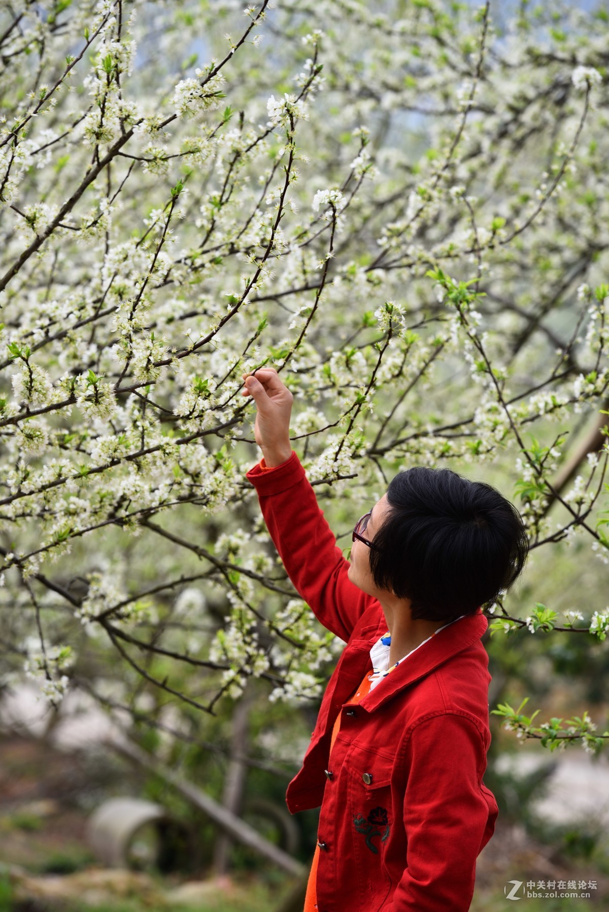 李花盛开