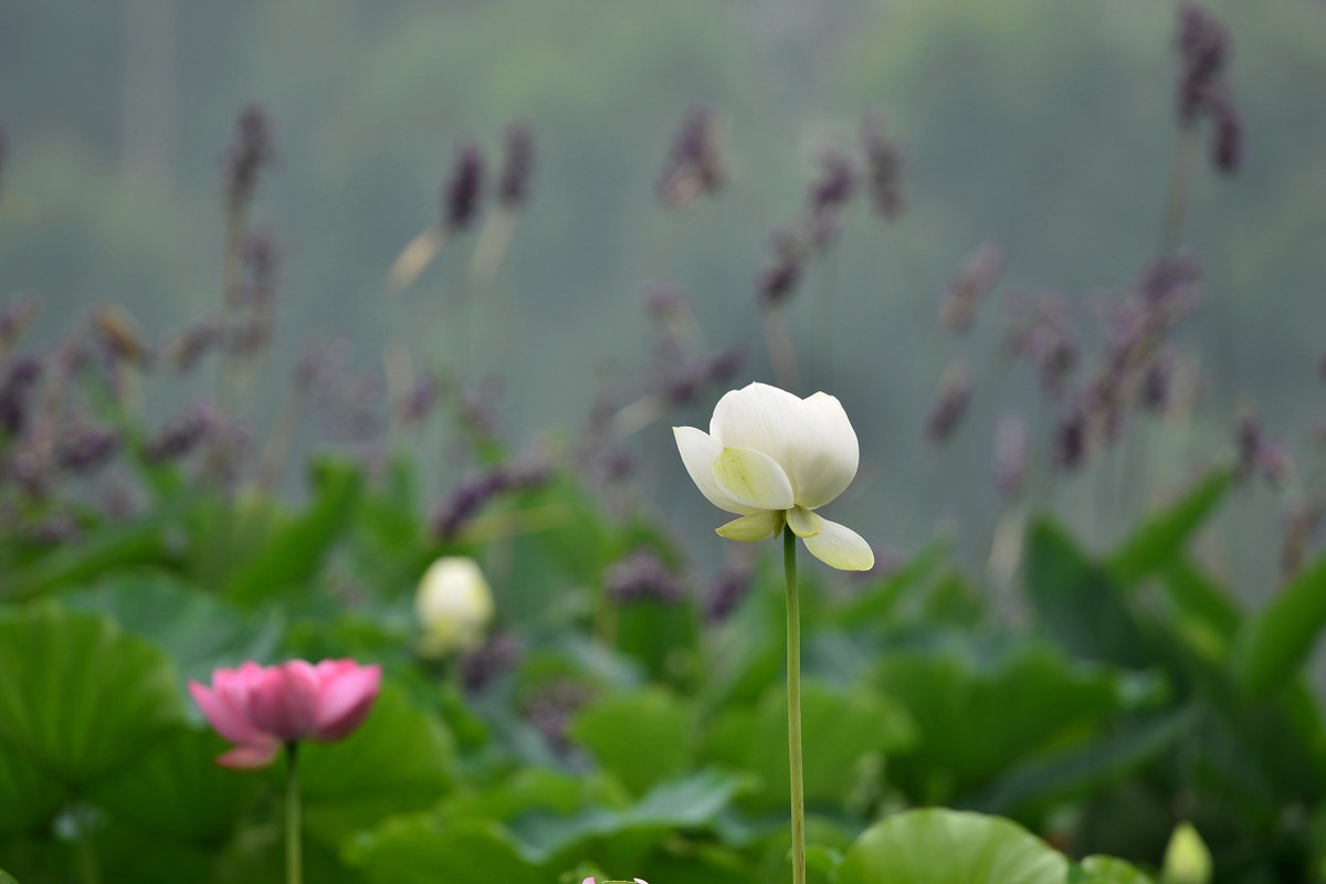 荷塘花季（5）