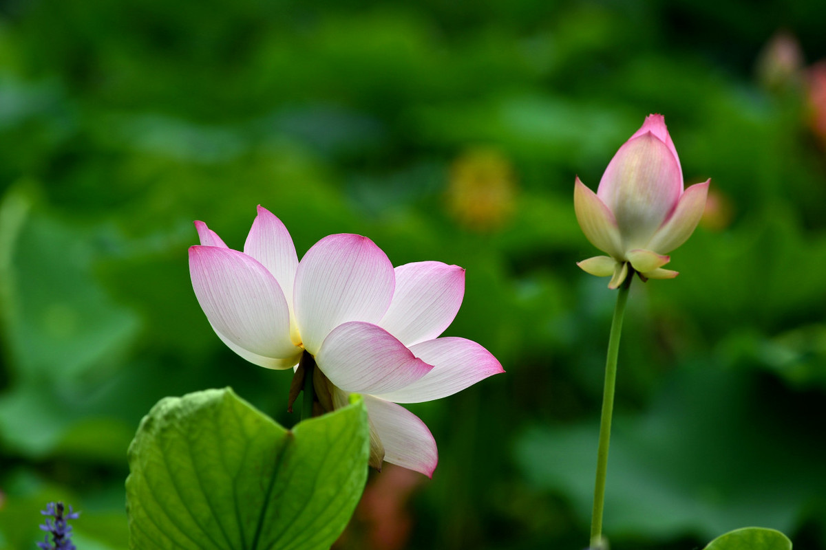 荷塘花季（5）