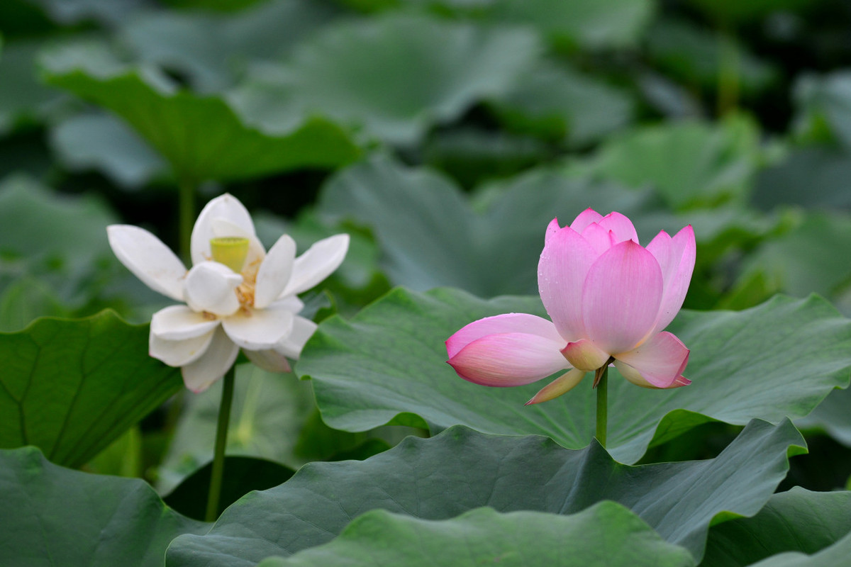 荷塘花季（5）