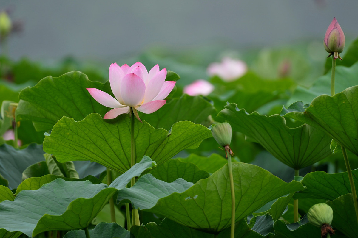 荷塘花季（5）