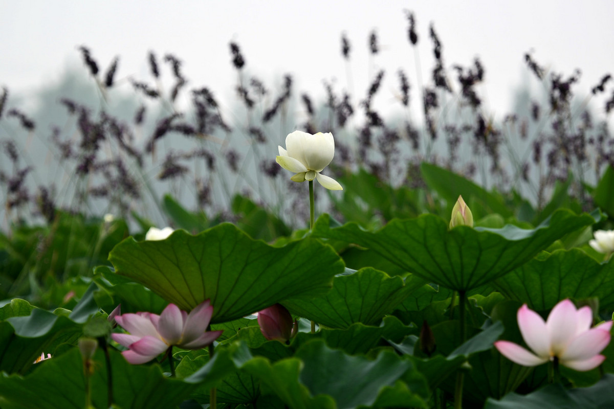 荷塘花季（5）