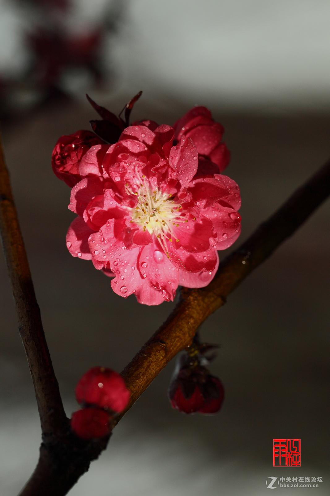 微距拍花-中关村在线摄影论坛