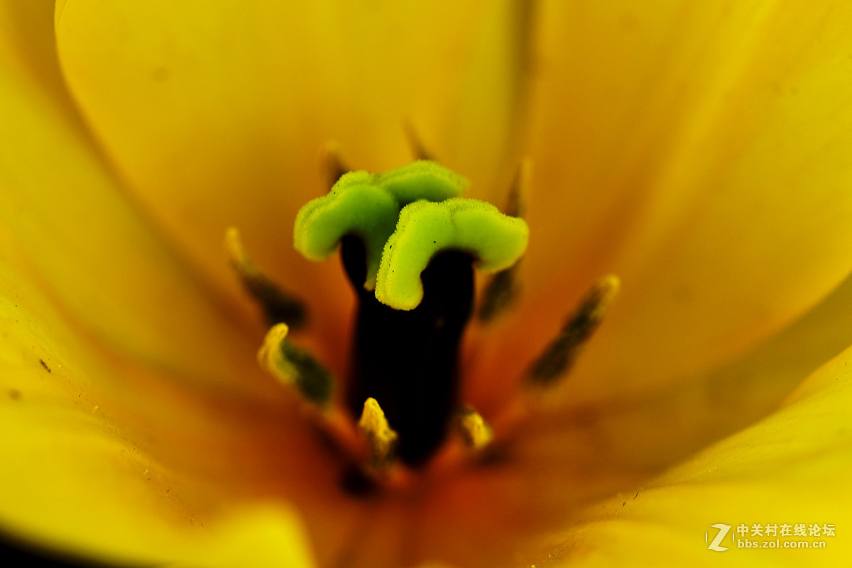 花蕊