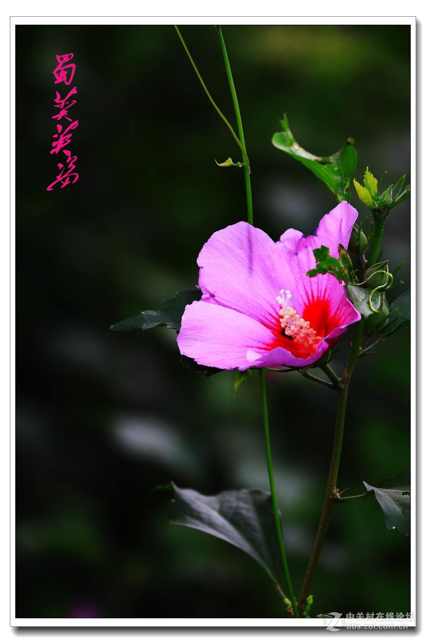 蜀葵英姿。
