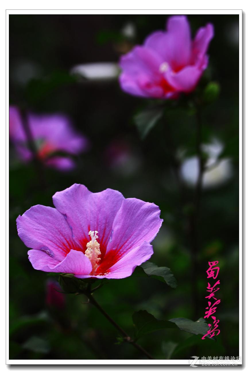 蜀葵英姿。