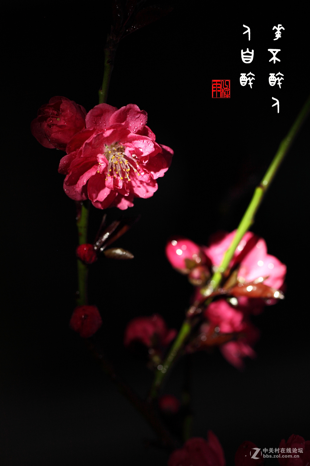 微距拍花-中关村在线摄影论坛