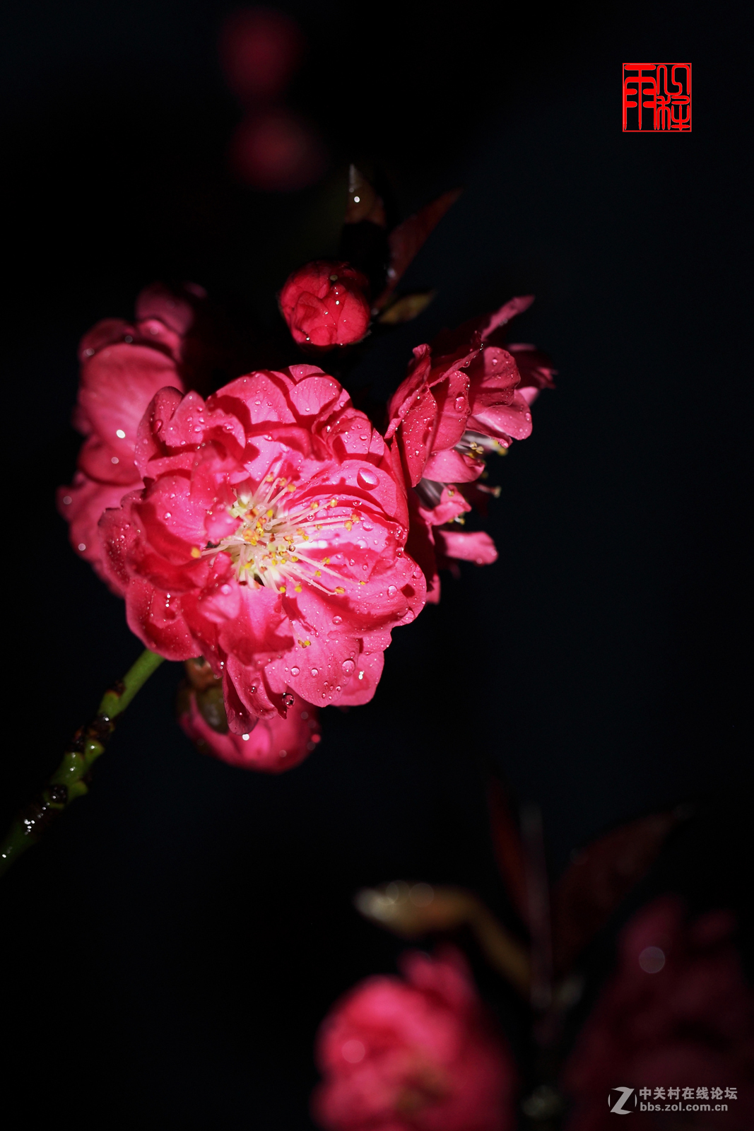 微距拍花-中关村在线摄影论坛