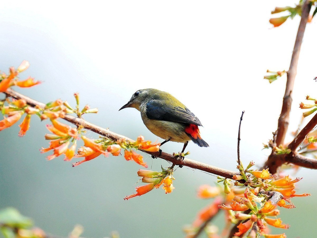 朱背啄花鳥母拍攝於2月15日