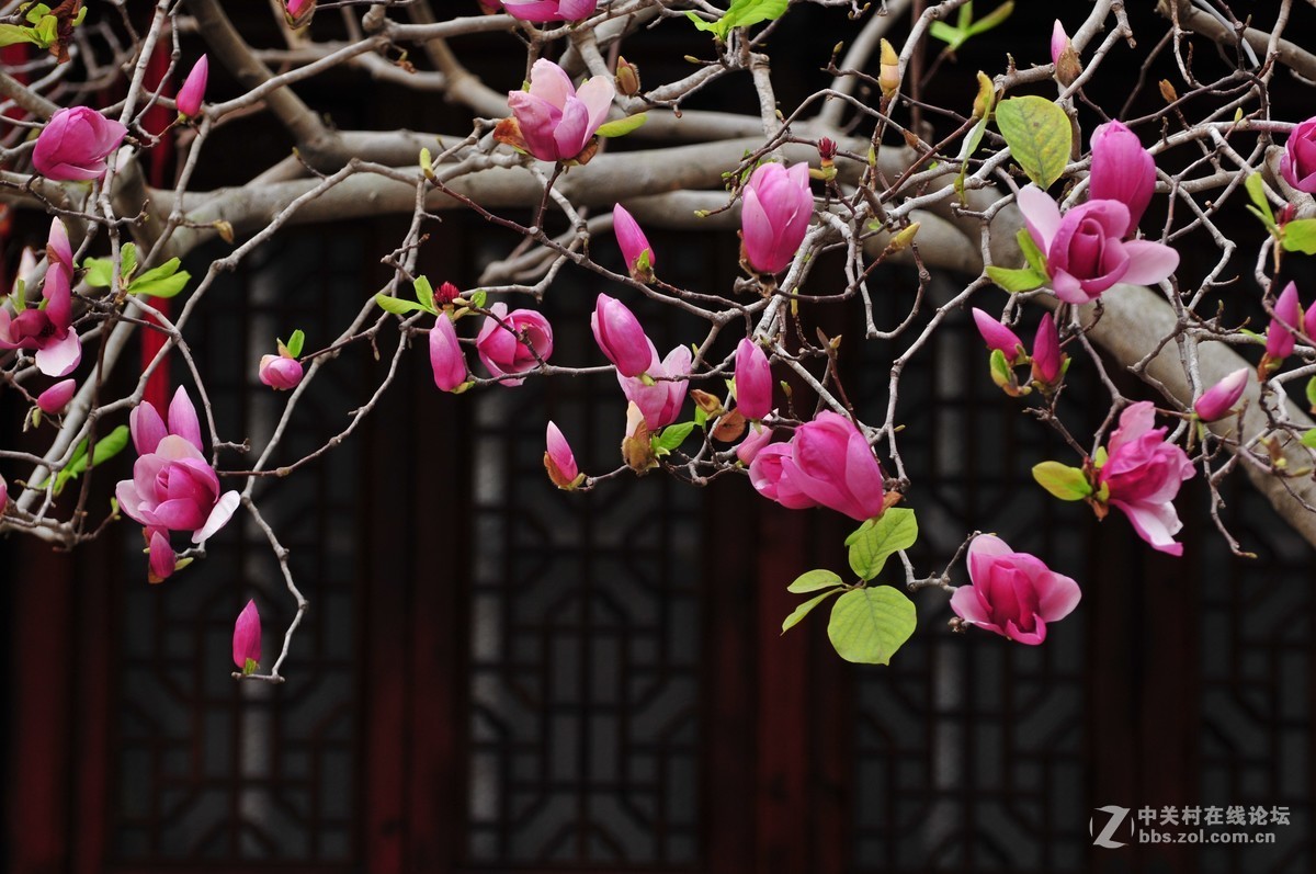 百年玉堂花正浓