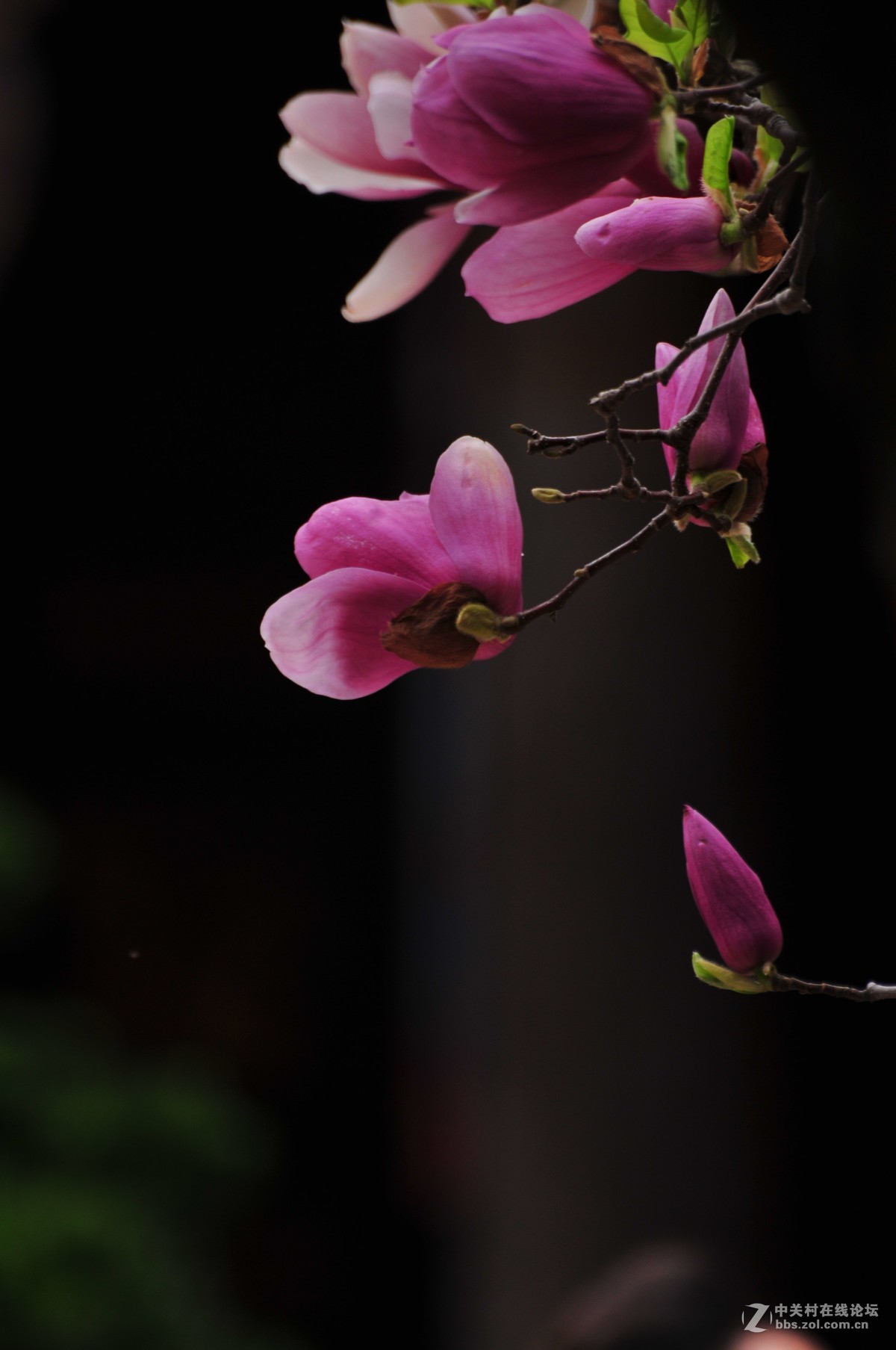 百年玉堂花正浓