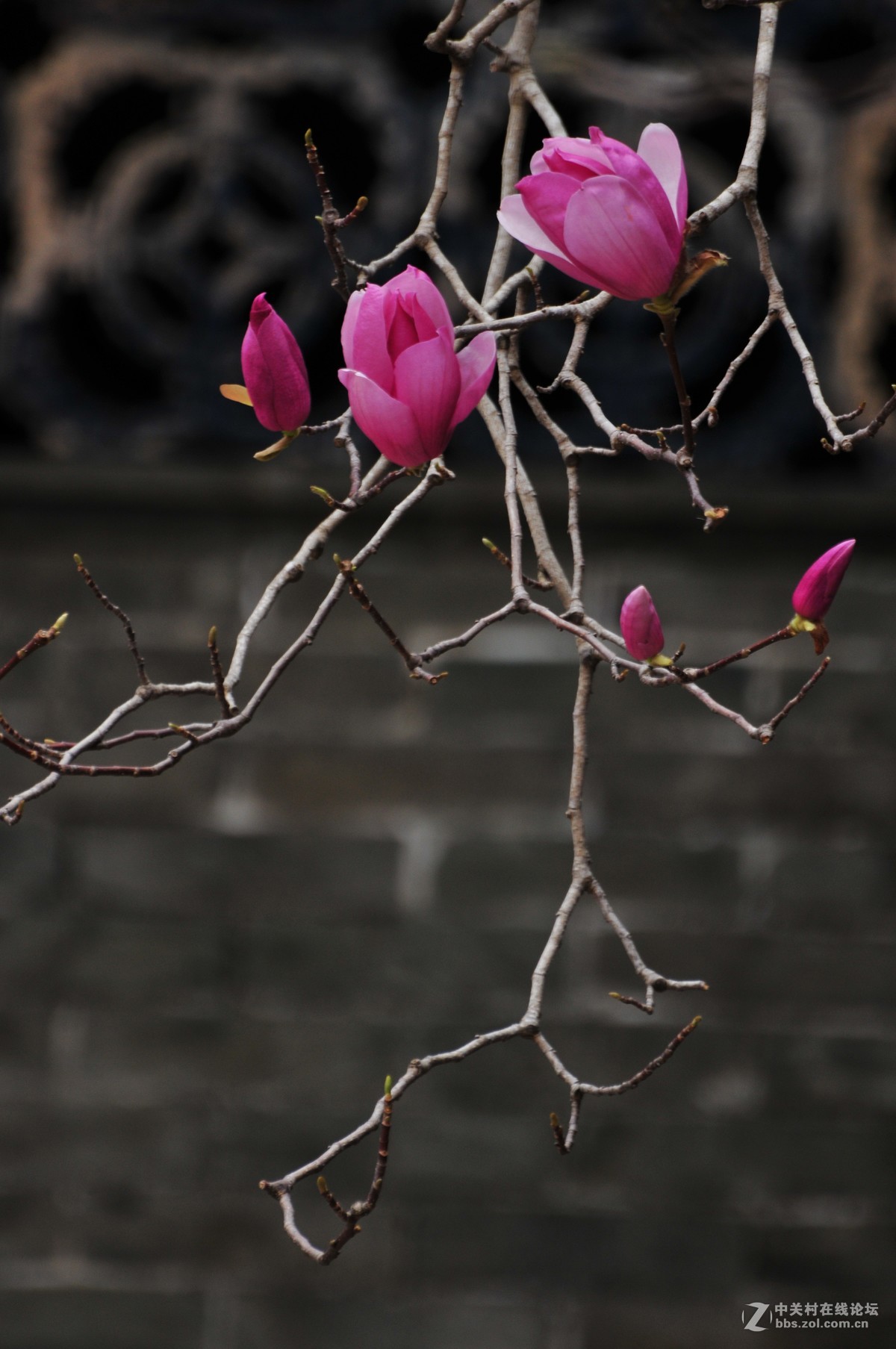 百年玉堂花正浓