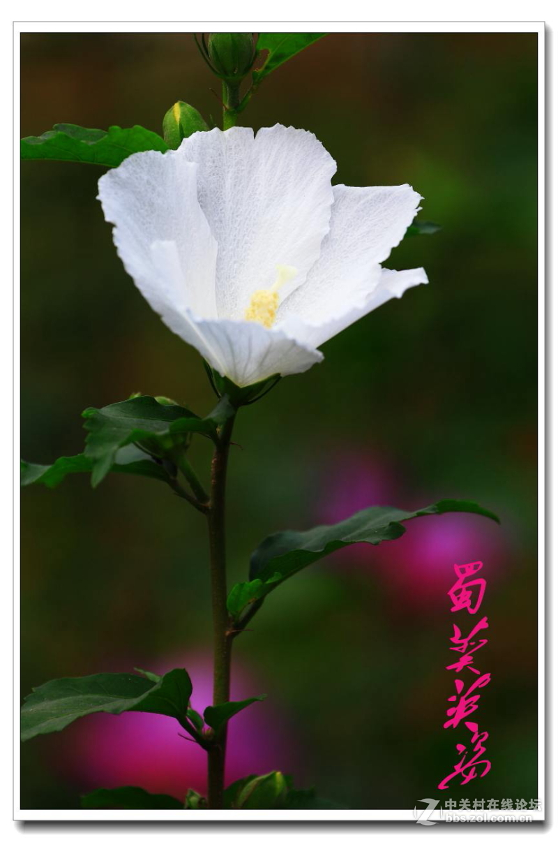 蜀葵英姿。
