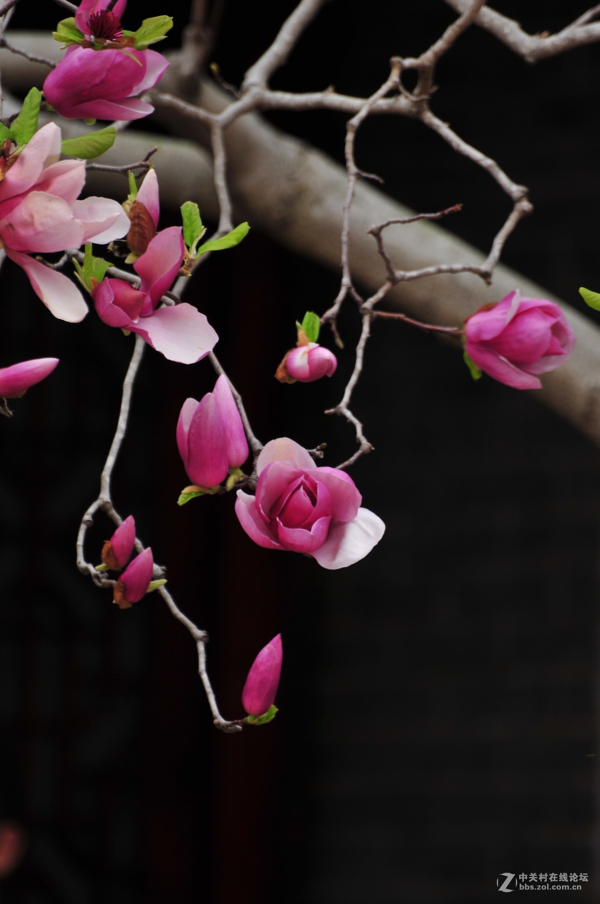 百年玉堂花正浓