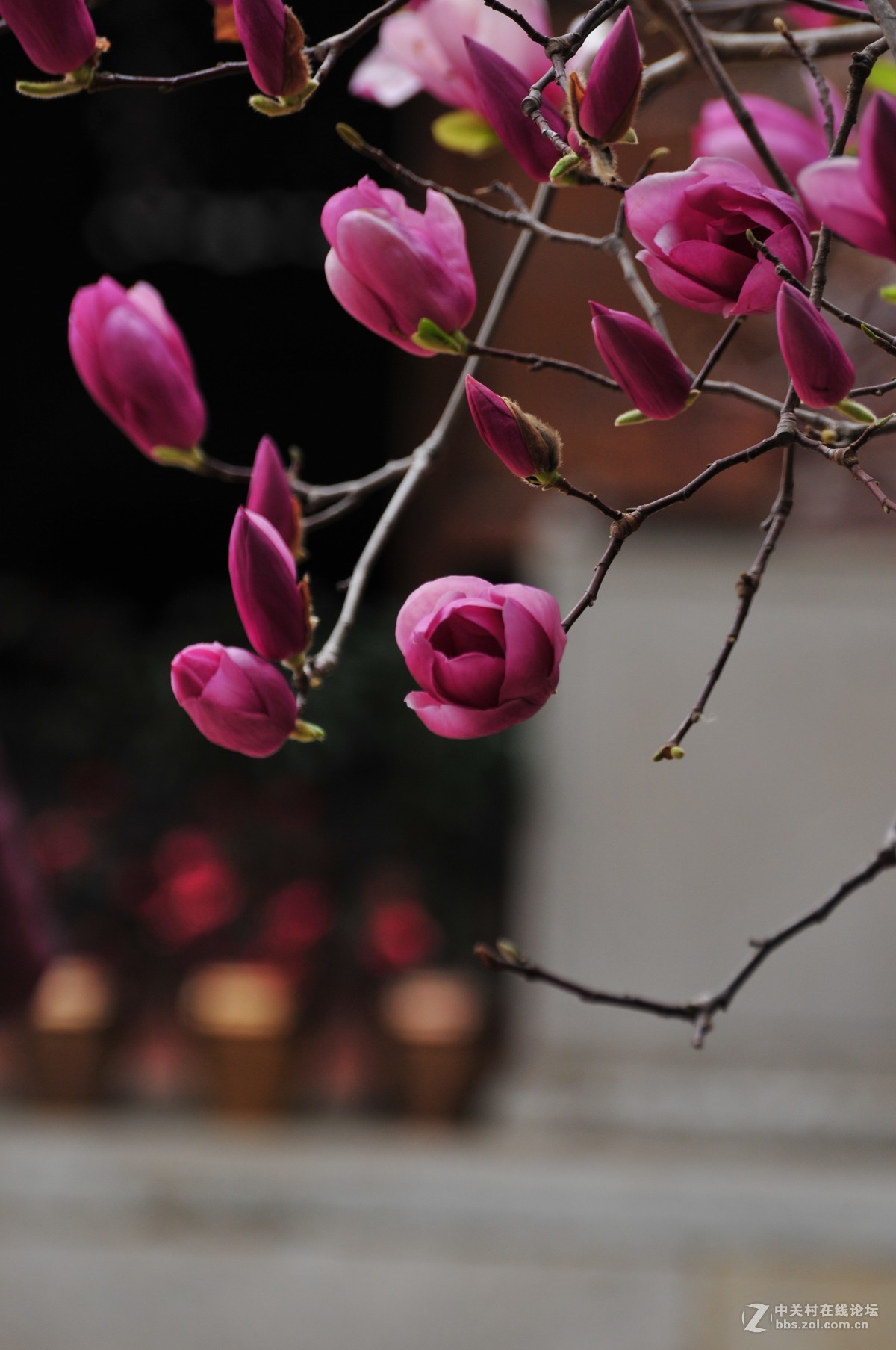 百年玉堂花正浓