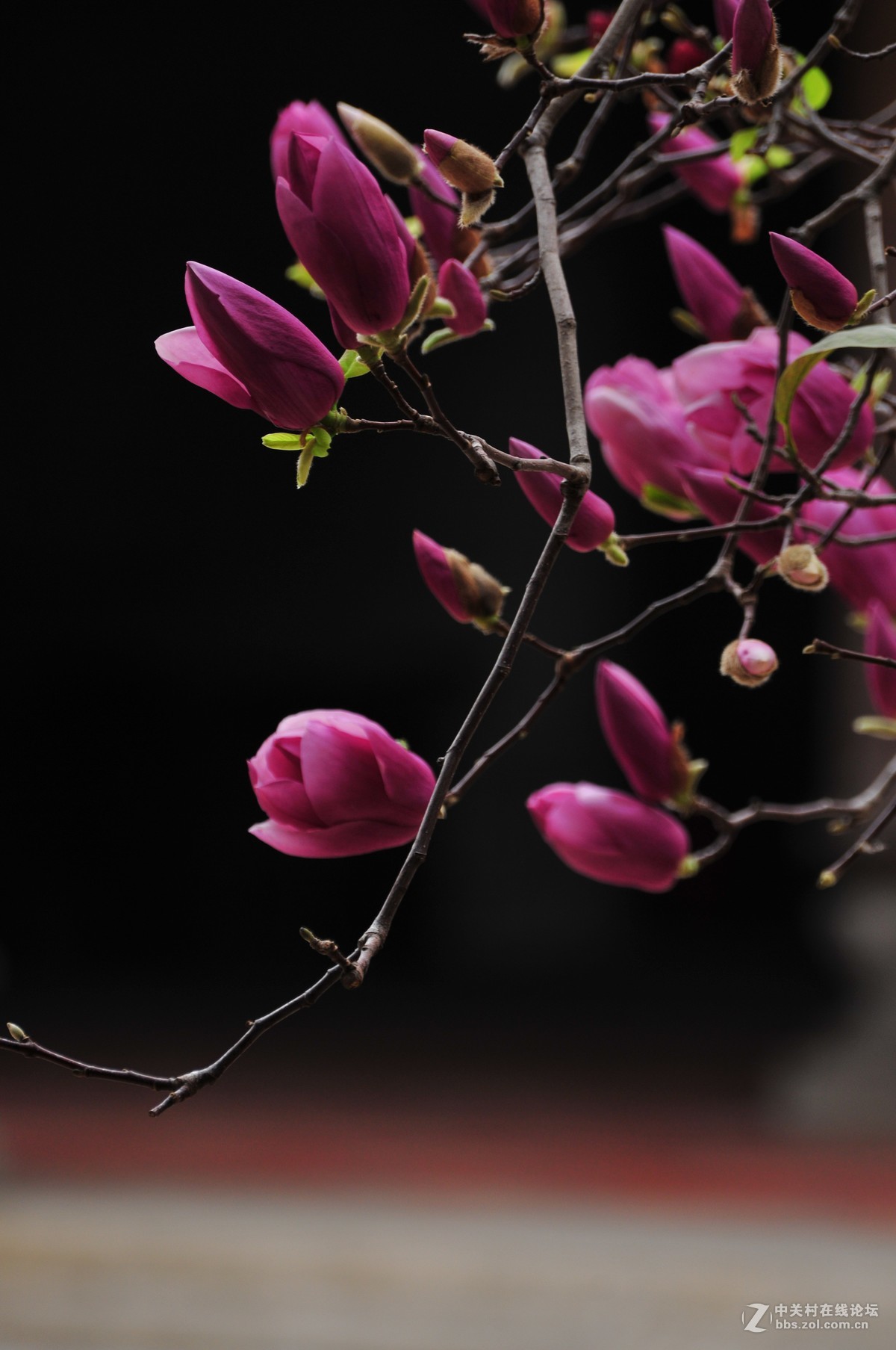 百年玉堂花正浓