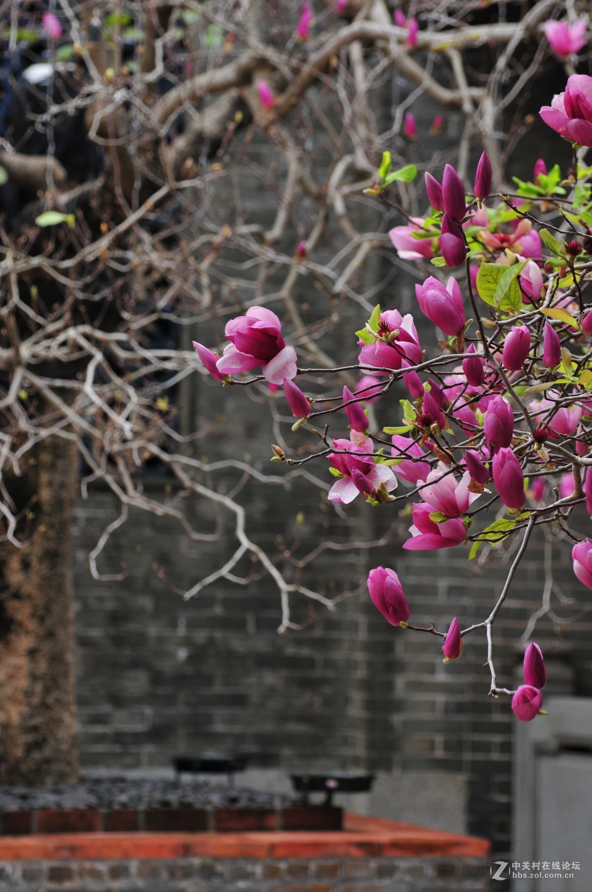 百年玉堂花正浓