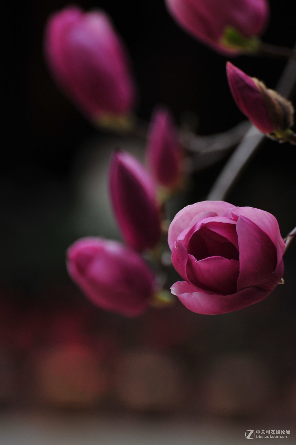 百年玉堂花正浓