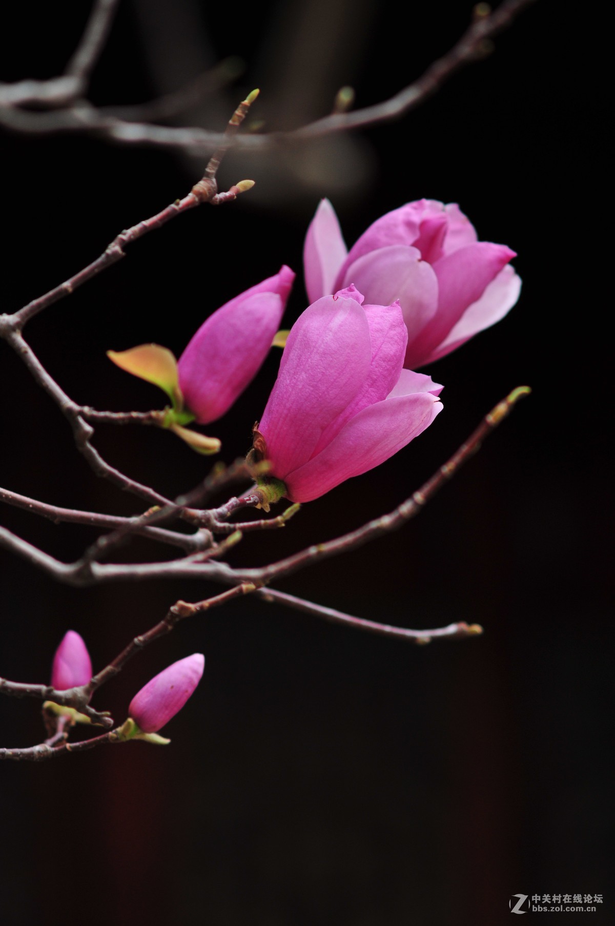 百年玉堂花正浓